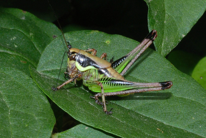 Eupholidoptera cf. chabrieri e Decticus verrucivorus